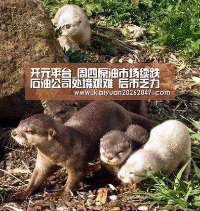 开元平台_周四原油市场续跌 石油公司处境艰难 后市乏力